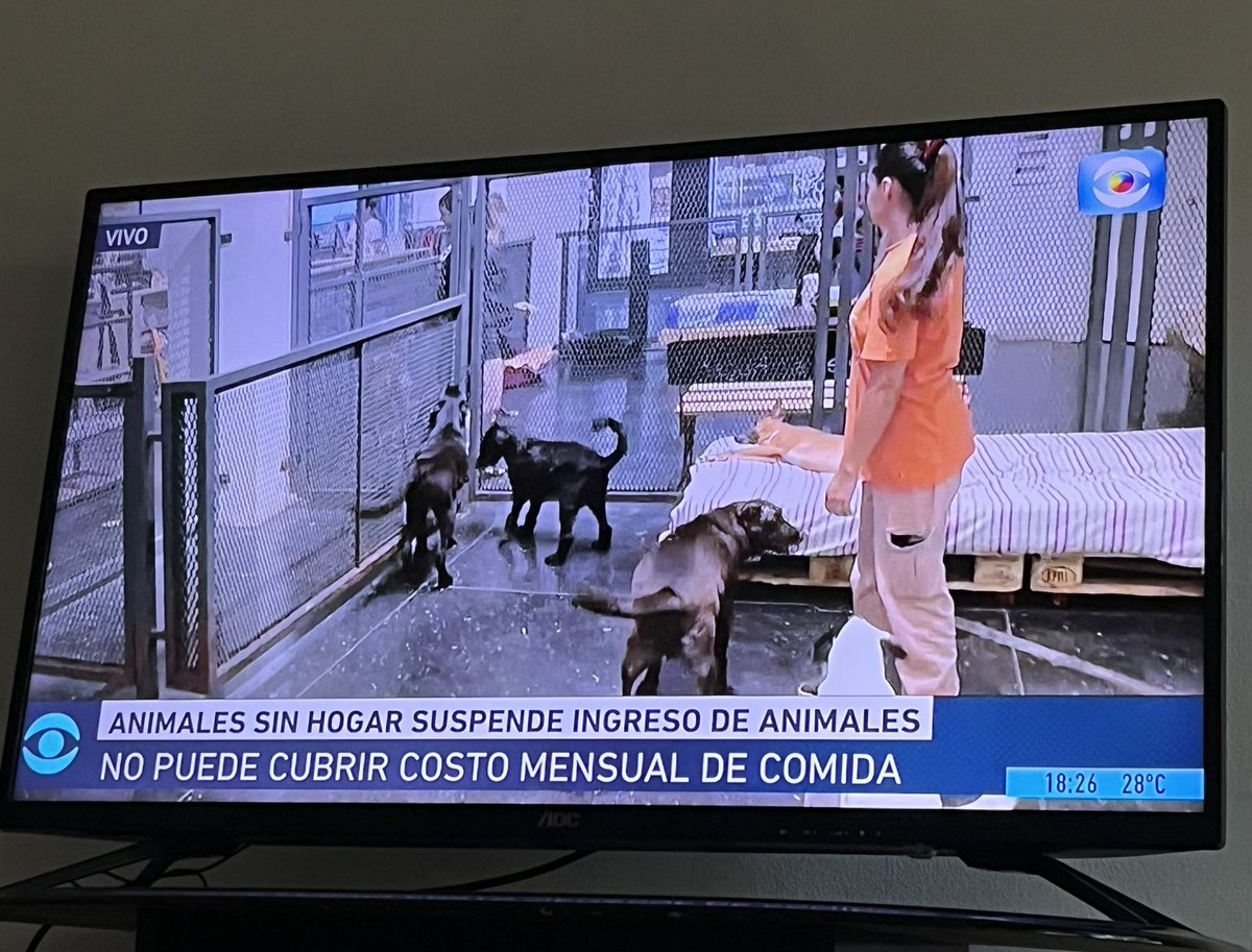rominalfaro's tweet photo. Si tienen saldo para colaborar con Animales Sin Hogar pueden mandar la palabra “Amigos” al 24200. No les están dando los números para cubrir todos los gastos y ya no van a poder ingresar más animales por ese motivo. https://t.co/xFgGi7cnIA