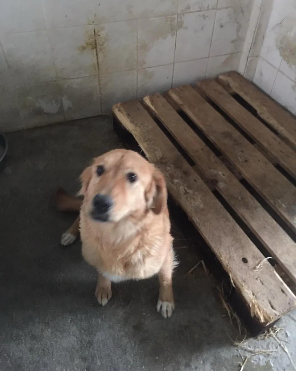 O BİR golden ve haline bakın

Bu çocukta aylardır biri gelirde alir beni diye bekliyor. 

Pek ziyaretciside  yok ne yazikki. 

Sonu siz yazabilirsiniz Ya burda kaderine terk ölecek , yada mutlu sonu siz yazacaksiniz. Erkek golden 

İnstagram @serinsevincc