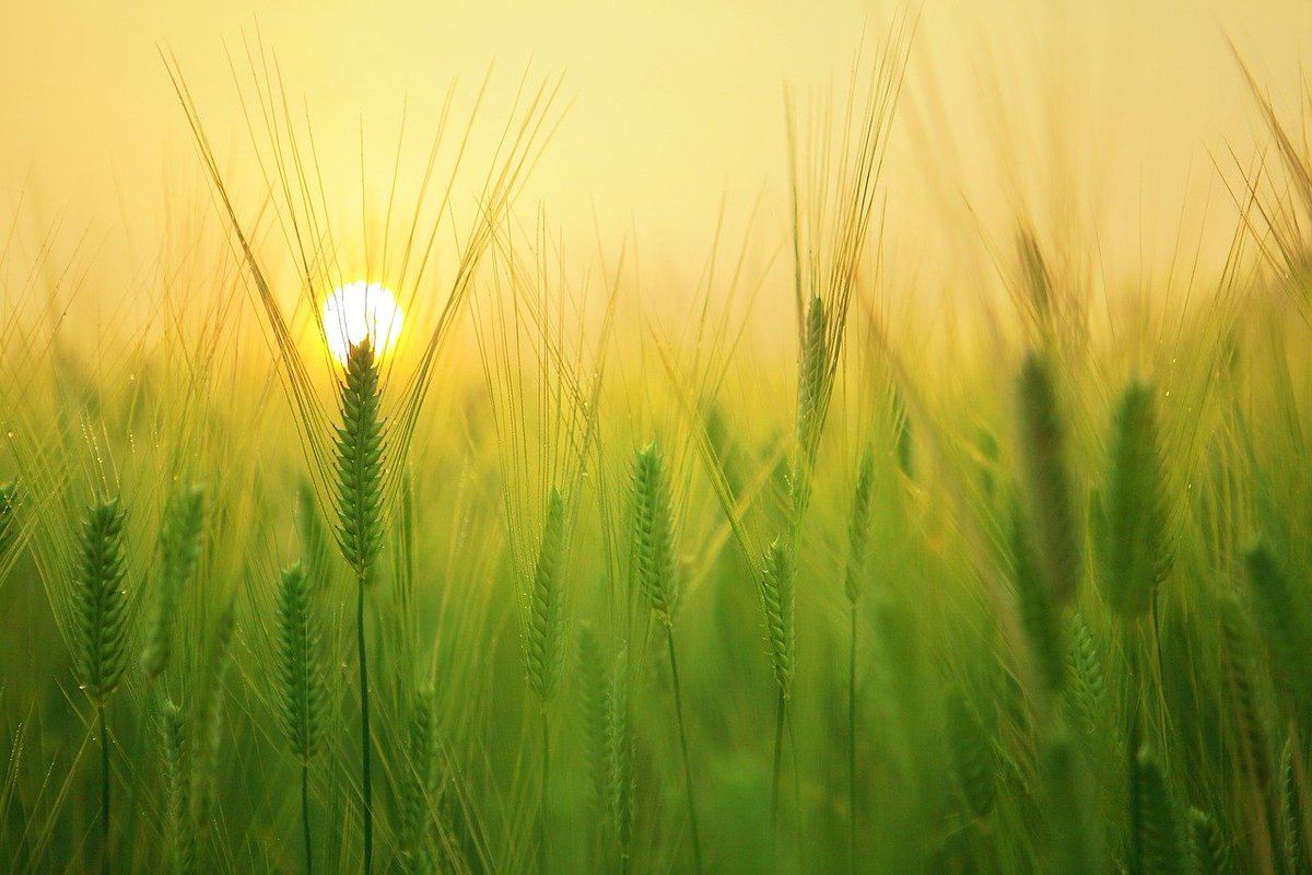 WSU HRS (@careerswsu) on Twitter photo We are #HIRING a Research Technician to support the weed science team at WSU Irrigated Agriculture Research and Extension Center (IAREC) within <a href="/wsucahnrs/">WSU CAHNRS</a> located in Prosser, WA! Learn more & #ApplyToday!
wsu.wd5.myworkdayjobs.com/en-US/WSU_Jobs…
#GoCougs #CareerDevelopment #Research #HigherEd We are #HIRING a Research Technician to support the weed science team at WSU Irrigated Agriculture Research and Extension Center (IAREC) within <a href="/wsucahnrs/">WSU CAHNRS</a> located in Prosser, WA! Learn more & #ApplyToday!
wsu.wd5.myworkdayjobs.com/en-US/WSU_Jobs…
#GoCougs #CareerDevelopment #Research #HigherEd