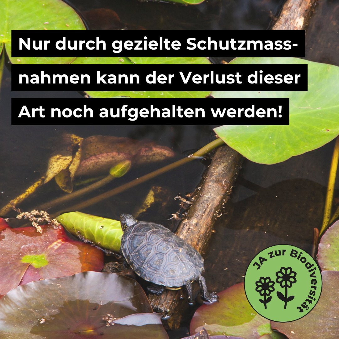 Nicht nur die Sumpfschildkröte würde vom Erhalt ihres Lebensraums profitieren! Naturnahe Fliessgewässer gehören zu den schönsten Landschaften der Schweiz und tragen massgeblich zur #Biodiversität sowie unserer Sicherheit vor #Hochwasser bei. Mehr dazu: bit.ly/3RPpMIt