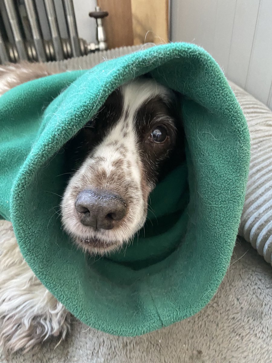 SpanielsSuper's tweet image. Go out? For a walk? In this weather?
Err, no thanks, you’re fine, I’m happy here by the radiator 
#NotDoingIt 
#TooCold