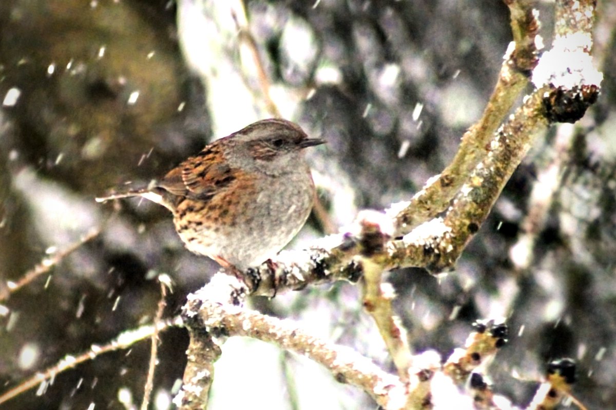 whiteally's tweet photo. Feeding the garden birds starling, dunnock, robin, during the cold spell #Winterwatch #snowbirds @angie_weather @barrabest @bbcniweather @BBCSpringwatch @Natures_Voice @WeatherCee https://t.co/JzByFFPfU7