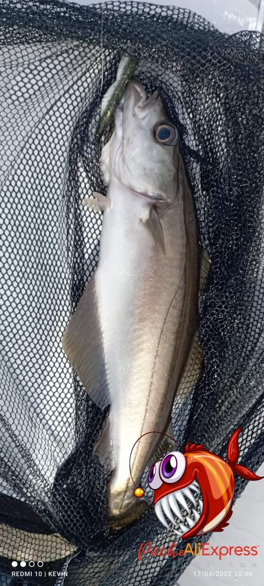 PecheMer's tweet image. Par notre collègue #KevineEtsabine💪👌
je valide ce leurres KESFISHING 125mm beau reflet, belle nage
2 lancé et boom🤩🤩
Le lien: s.click.aliexpress.com/e/_DdfzXk3

#ESFISHING #kesfishing #leurres #lurefishing #fish #lapêche #toplure #souple #рибалка #pesca #pêche #poissonbar