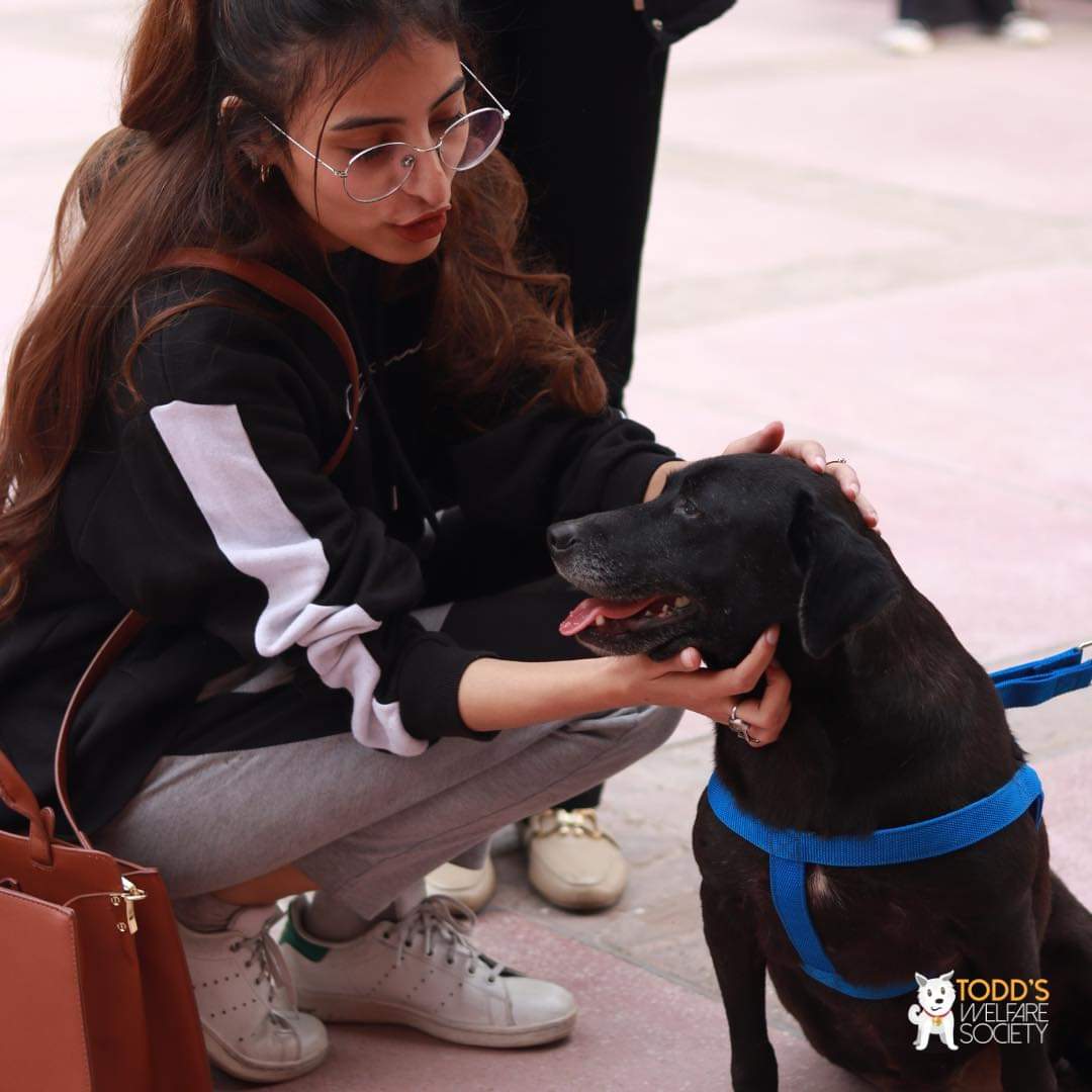 tws_pk2's tweet photo. We were invited as guest speaker to talk about animal rescue in Pakistan and TNVR. The talk was followed by a fun interaction between students and our beautiful girls Kelsey & Kerrie
It makes us so happy to see people coming together and making all the difference for the animals. https://t.co/XdZFVN6EnN