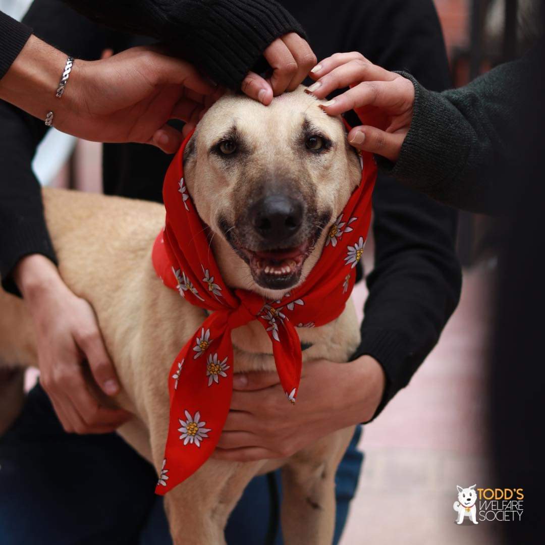 tws_pk2's tweet photo. We were invited as guest speaker to talk about animal rescue in Pakistan and TNVR. The talk was followed by a fun interaction between students and our beautiful girls Kelsey & Kerrie
It makes us so happy to see people coming together and making all the difference for the animals. https://t.co/XdZFVN6EnN