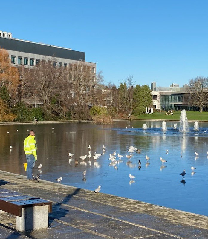 Glad to see our 🦅 🦢 friends living beside @UCD_Research were fed @ucddublin when too icy to dive for breakfast !
