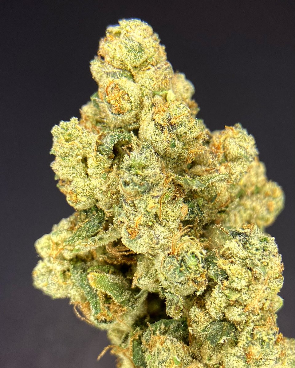 Standout Strain: Kitchen Sink🚰 is a heavy hybrid cross of Sundae Driver &amp; GMO Cookies. This earthy bud gives a strong body sensation, great for pain or stress relief. Kitchen Sink is perfect for a stoney evening sesh 🍃😶‍🌫️ #kitchensink #thefarmboulder #ent #🍃 #flower power