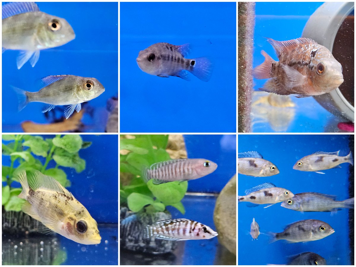 daueracuarios's tweet photo. 🐟 🦐 🐌 Gran entrada de peces e invertebrados de agua dulce de esta semana, de nuestro proveedor checo y de @pisciberbsf
Más info:
https://t.co/TxuyPoWDMd
#acuariofilia #Acuario #peces #peceras #pecestropicales #aguadulce #acuariofiliaespaña #aquascaping #dauer #daueracuarios https://t.co/Y2AN4K8vWH