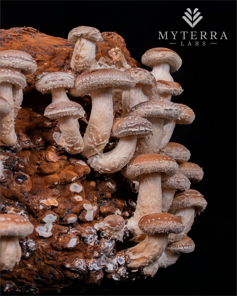 Did you know that Shiitake mushrooms are packed with Vitamin D? Also, the ancillary nutrients in Shiitake also help your body absorb it quickly at a cellular level! #growyourownfood #getcultured #shiitake #organicfood #myterralabs
