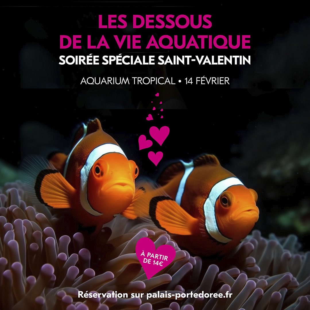 💕 Les dessous de la vie aquatique, soirée spéciale Saint-Valentin 💕 Les animaux marins s’y connaissent en parades amoureuses ! Le mercredi 14 février, profitez d’une soirée spéciale à l’Aquarium tropical 🐠 pour découvrir tout ce que vous avez toujours voulu savoir sur les…