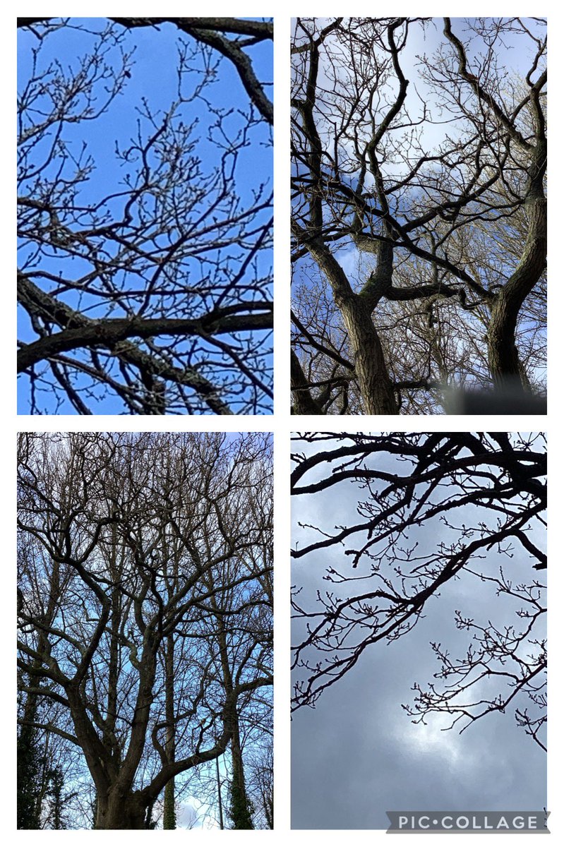 We’ve been taking a bit of DCF out to Forest School this week and taking photos of things that show us it’s winter. Lots of interest around our trees and the fact they have no leaves in winter! #forestschool #outdoorlearning <a href="/MaendyPrimary/">Maendy Primary</a> <a href="/_OLW_/">DysguAwyrAgoredCymru/OutdoorLearningWales</a>