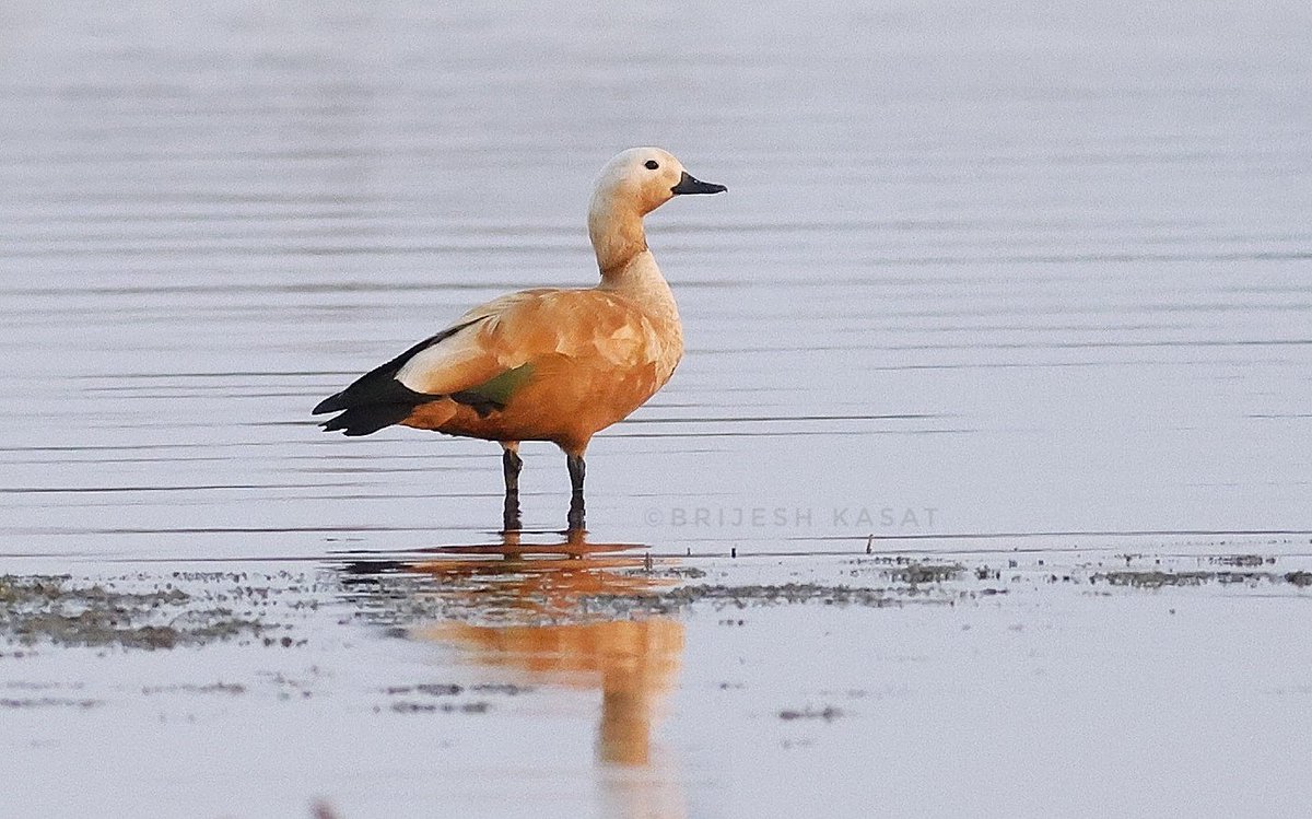 Ruddy Shelduck 
Solapur,Maharashtra
Jan'24 #birds #bird #birding #birdphotography #BirdsSeenIn2024 #canon #wildlifephotography #natgeo #photography #photographer #PhotographyIsArt #photographylovers #photographycontest #natgeoyourshot #birdsoftwitter