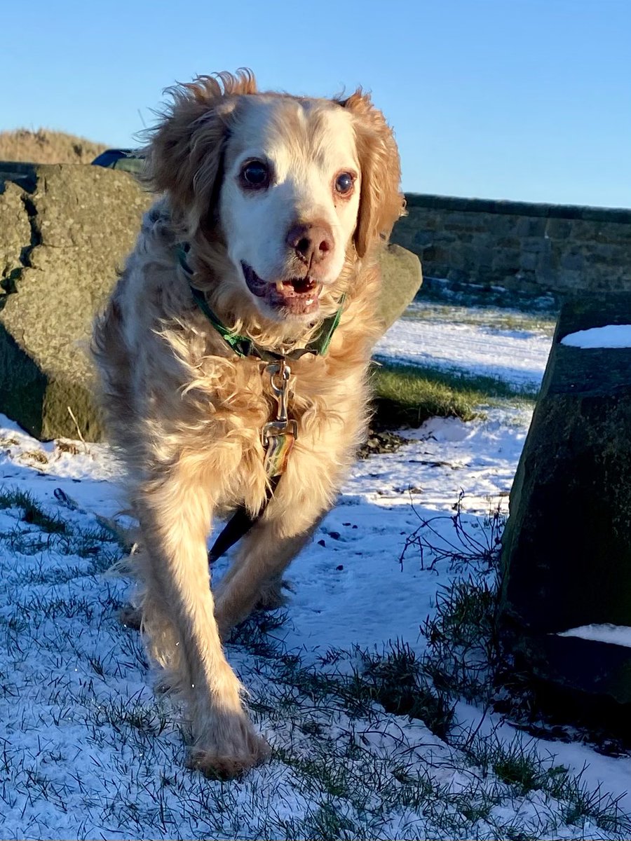 In 2021 I hated snow
In 2022 I still wasn’t keen
Last year I was a bit keener on it 
This year? I love it 🥰 
I’m a proper tough little Northumbrian now 
#RonnieTheSnowDog 
#SmileySnowBoy 
#GreatFun
