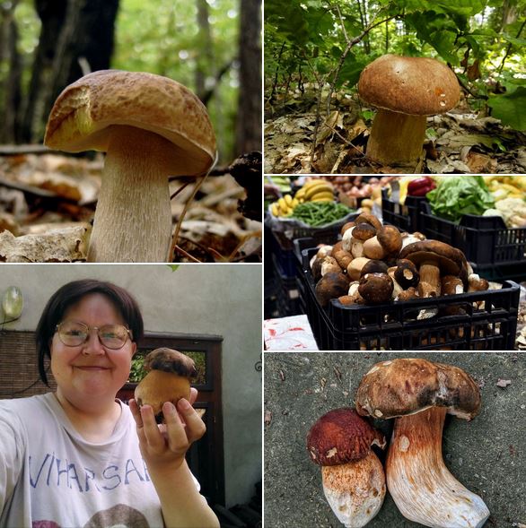 I know how #popular the species of the genus #Boletus are and I have had the #pleasure of having them many, many times. 

I am both a #shroomer and a #writer with a vivid #imagination. 

#Boletusedulis #mushroomphotos