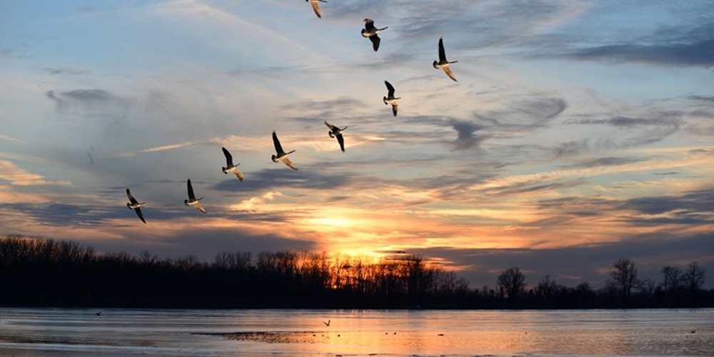 Wild Goose Chase tweet media