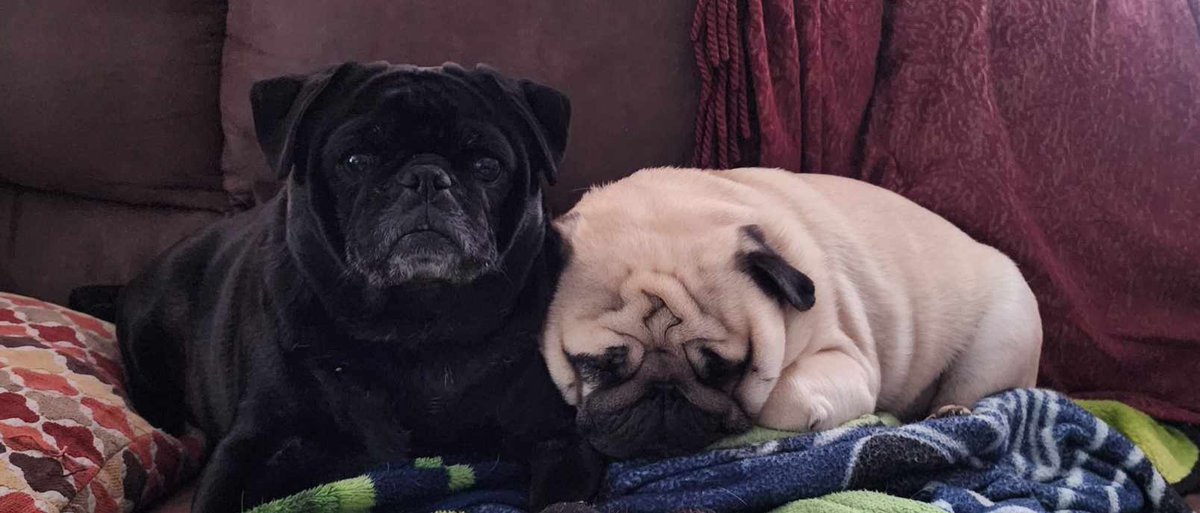 Just two pugs who are ready for spring/summer. Louie is trying to hibernate until it's lovely again.🐾🐾 Hope you all are staying warm and only 61 days until it's officially spring. 🙄
#pugs #winter #overit #pnwlife #snugglebuddies #puglife #pugmom #besties #readyforspring