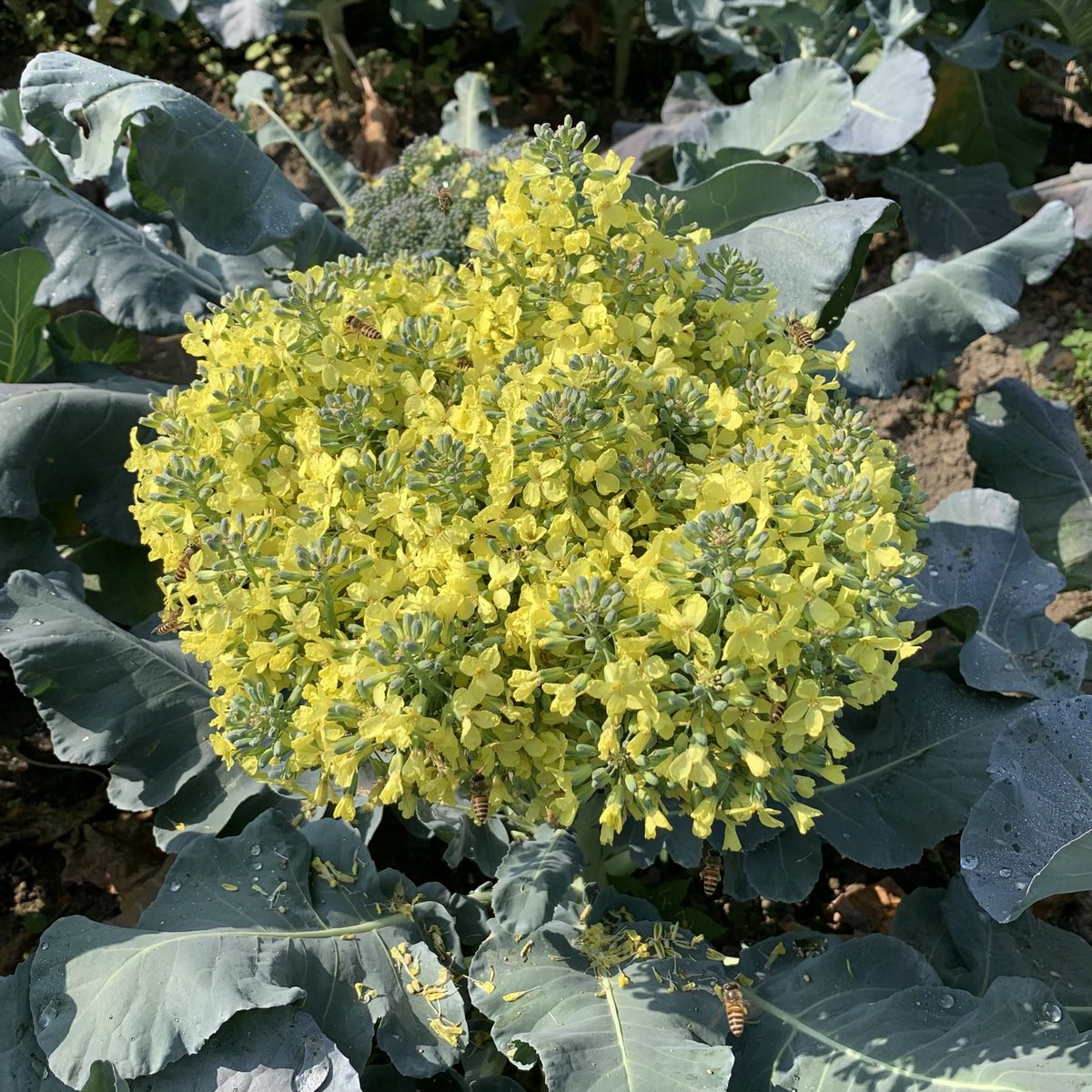 BrightBirdBio's tweet image. 農場蔬菜會員(CSA)

多得CSA會員提醒，原來又到了招收新會員的時間，可以招收新會員供應農場生產的蔬菜。始終零售蔬菜很難配合我們的生產模式，所以未來會暫停不作零售，只會繼續只以CSA計劃來供應蔬菜給會員。

brightbirdbio.com/?p=3357