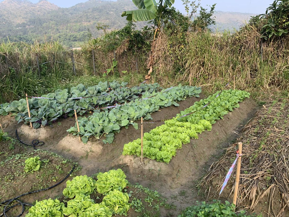 BrightBirdBio's tweet image. 農場蔬菜會員(CSA)

多得CSA會員提醒，原來又到了招收新會員的時間，可以招收新會員供應農場生產的蔬菜。始終零售蔬菜很難配合我們的生產模式，所以未來會暫停不作零售，只會繼續只以CSA計劃來供應蔬菜給會員。

brightbirdbio.com/?p=3357