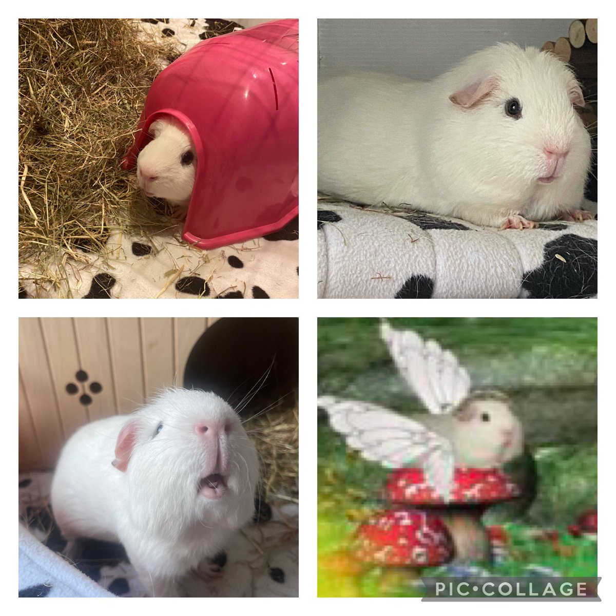 💞🐾💞 Isha 💞🐾💞 tweet media