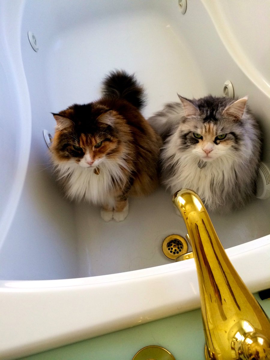 currentVintage's tweet photo. @buitengebieden Happy Birthday from Margaux &amp; Meursault, our water-obsessed Maine Coons 😻😻 https://t.co/TLls7LLKYU