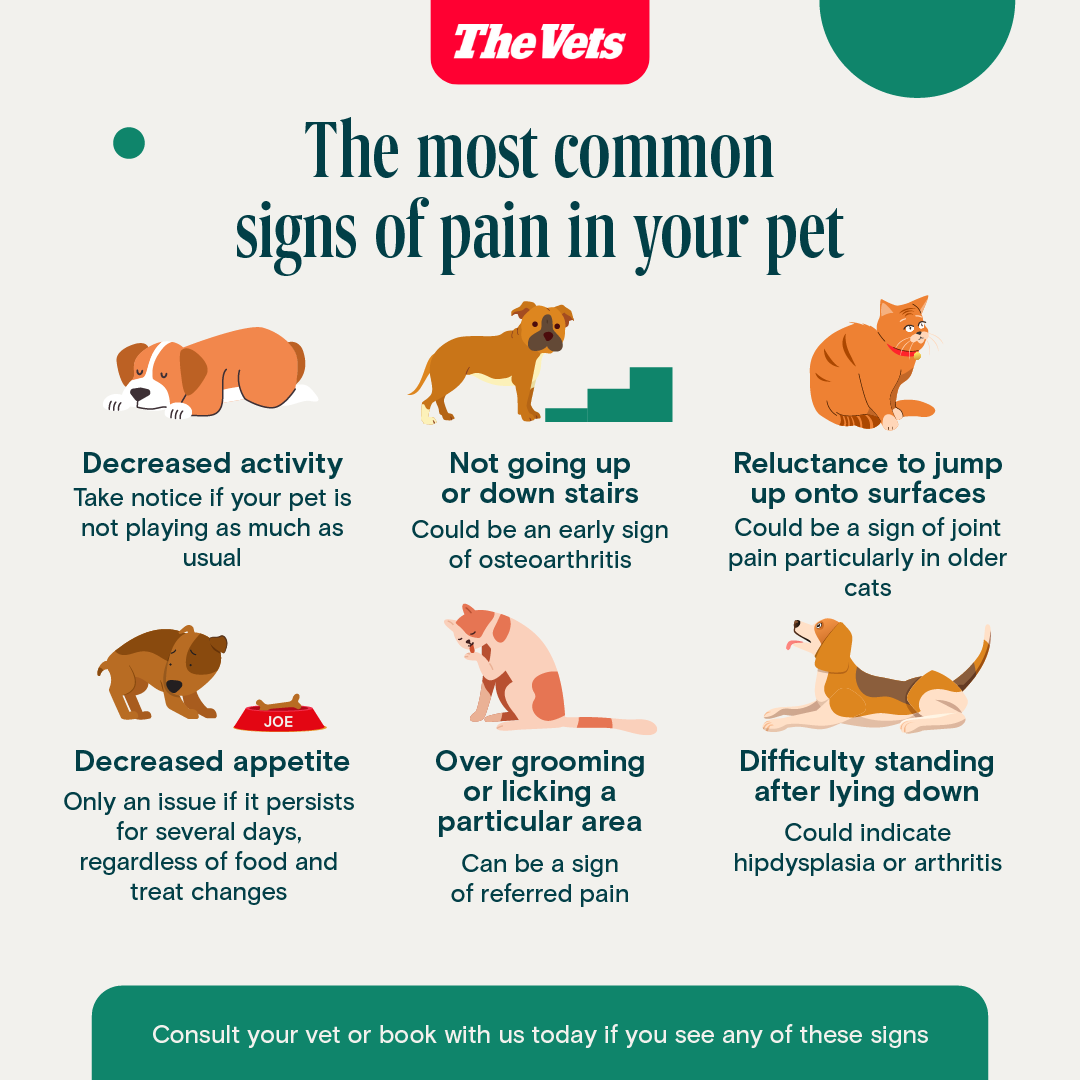 Notice something off with your pet? Our new post covers the key signs of pain in pets. A must-read for caring pet owners!