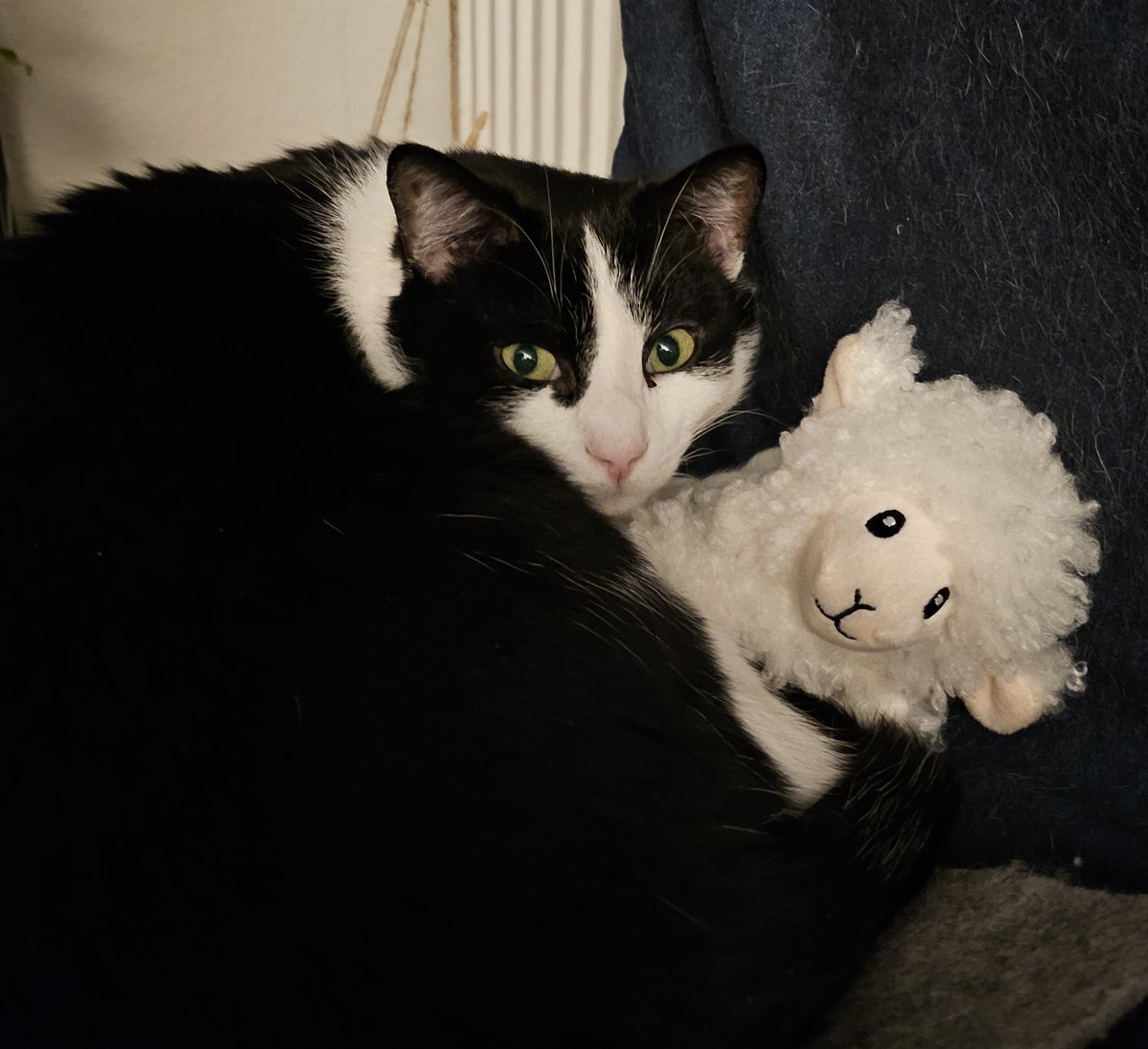 Malyx___'s tweet photo. Happy birthday baby Teuntje 🤗💝
I bought him this cute little sheep and he's already sleeping with it 🥺 https://t.co/6TZ6zPP6fB