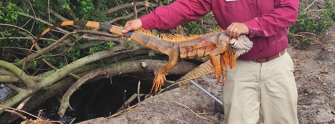 Invasive Dinosaur Down! #gamo