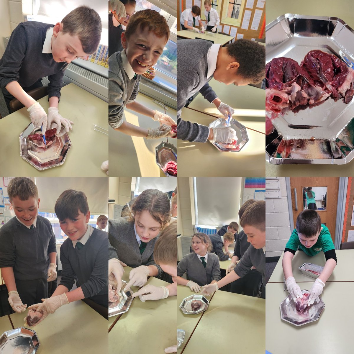 Y6EngMartyrs's tweet photo. Heart dissection in Y6 today. The pupils LOVED this and were a credit to their teachers. Explaining how blood travels through the heart is something they can all do #ScienceAtEM #theheart #circulatorysystem https://t.co/q6c6LB21e9