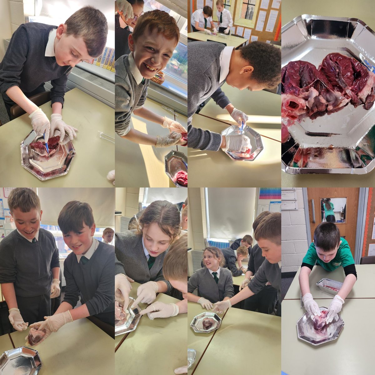 Heart dissection in Y6 today. The pupils LOVED this and were a credit to their teachers. Explaining how blood travels through the heart is something they can all do #ScienceAtEM #theheart #circulatorysystem