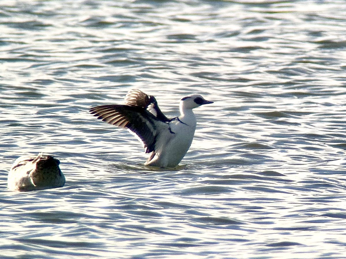 SteveOnHilbre's tweet photo. A few shots ๐ธ & video ๐ฅ of the rather dapper drake #Smew on #WestKirby Marine Lake at lunchtime โฆ only the fourth ever record for #WKML and the first since the year I was born ๐ฎ๐ (probs the first drake too!) What a belter ๐คฉ lovely find by my great pal @colinjones77 https://t.co/1pjFjIh7tV