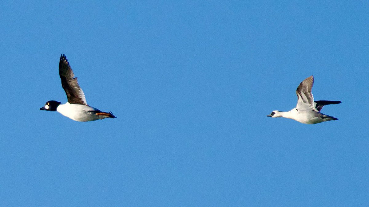 SteveOnHilbre's tweet photo. A few shots ๐ธ & video ๐ฅ of the rather dapper drake #Smew on #WestKirby Marine Lake at lunchtime โฆ only the fourth ever record for #WKML and the first since the year I was born ๐ฎ๐ (probs the first drake too!) What a belter ๐คฉ lovely find by my great pal @colinjones77 https://t.co/1pjFjIh7tV