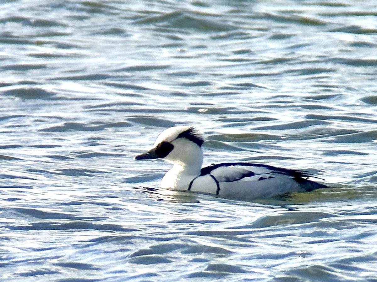 SteveOnHilbre's tweet photo. A few shots ๐ธ & video ๐ฅ of the rather dapper drake #Smew on #WestKirby Marine Lake at lunchtime โฆ only the fourth ever record for #WKML and the first since the year I was born ๐ฎ๐ (probs the first drake too!) What a belter ๐คฉ lovely find by my great pal @colinjones77 https://t.co/1pjFjIh7tV