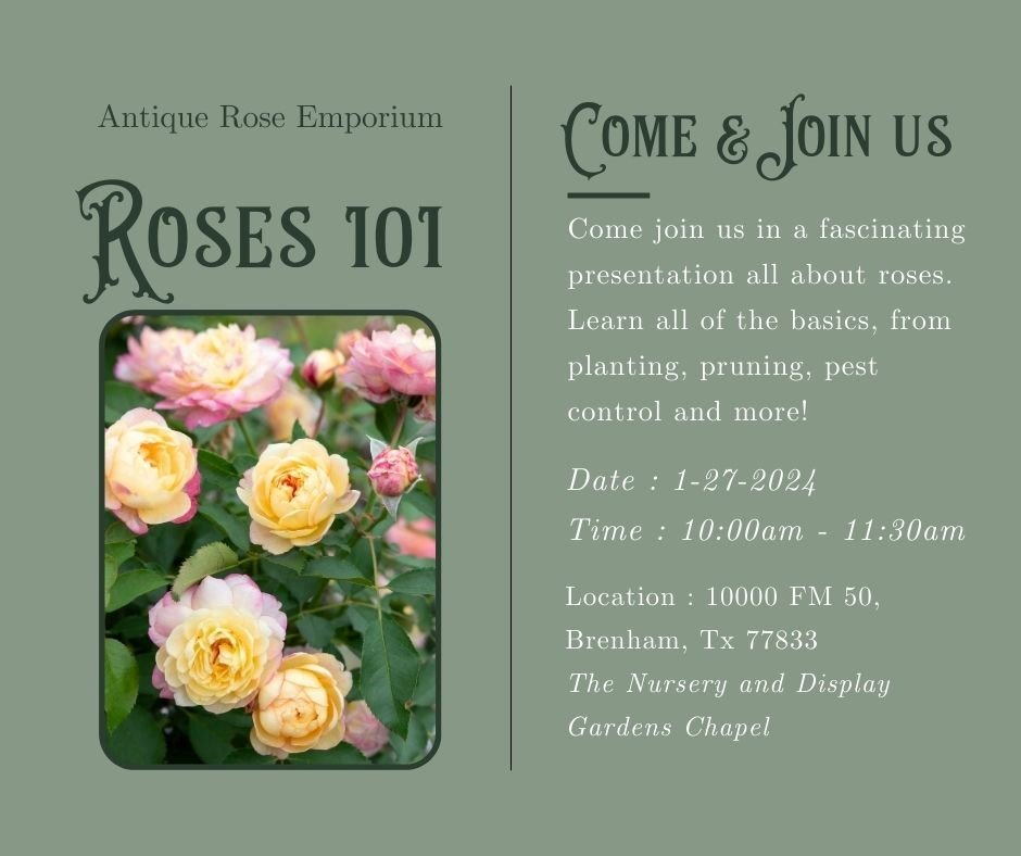 The Antique Rose Emporium in Brenham is hosting a FREE educational event next Saturday, the 27th! Come learn all the basics of taking care of roses from 10-11:30 am. 🌹