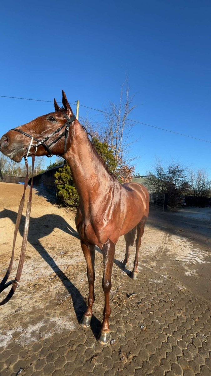 The Mean Queen’s brother after a gallop in @BaltimoreStable this morning 🤩🤩 All going well he will join us for the spring… he is a looker 🥰🥰