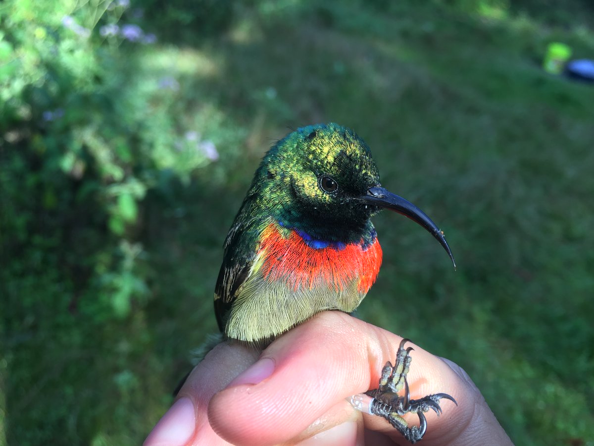 Monte Neate-Clegg tweet media