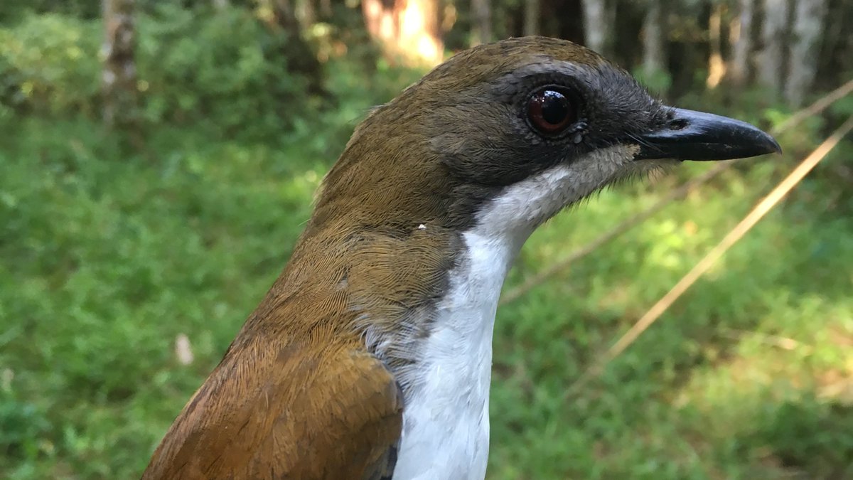 Monte Neate-Clegg (@mhcneateclegg) on Twitter photo Are all birds shrinking with #climatechange? In the mountains of Tanzania we (<a href="/mwtingley/">Morgan Tingley *find me on BlueSky*</a> + Bill Newmark) find that birds are actually increasing in body size over almost four decades! Check out our paper in <a href="/EcographyJourna/">Ecography</a> (nsojournals.onlinelibrary.wiley.com/doi/10.1111/ec…) <a href="/UCLAEEB/">UCLA EEB</a> <a href="/UCLAlifesci/">UCLA Life Sciences</a> Are all birds shrinking with #climatechange? In the mountains of Tanzania we (<a href="/mwtingley/">Morgan Tingley *find me on BlueSky*</a> + Bill Newmark) find that birds are actually increasing in body size over almost four decades! Check out our paper in <a href="/EcographyJourna/">Ecography</a> (nsojournals.onlinelibrary.wiley.com/doi/10.1111/ec…) <a href="/UCLAEEB/">UCLA EEB</a> <a href="/UCLAlifesci/">UCLA Life Sciences</a>