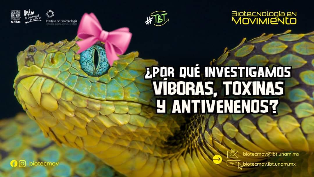 ibt_unam's tweet image. En la escala Coquette ¿qué tanto te gustan las publicaciones de nuestra revista Biotecnología en Movimiento? 🎀

Hablemos de antivenenos
  biotecmov.ibt.unam.mx/numeros/32/5.h…

No olvides suscribirte sin costo para recibir los nuevos artículos:
 biotecmov.ibt.unam.mx/subscribe.html 

#OrgulloIBT