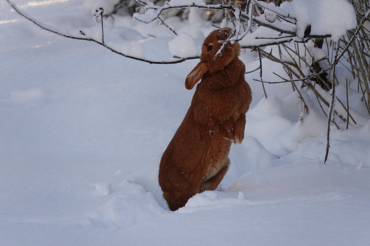RomanP314's tweet photo. Winter rabbit
#snow #winter #rabbit #tree #photo #photography https://t.co/ttfLqibhvd
