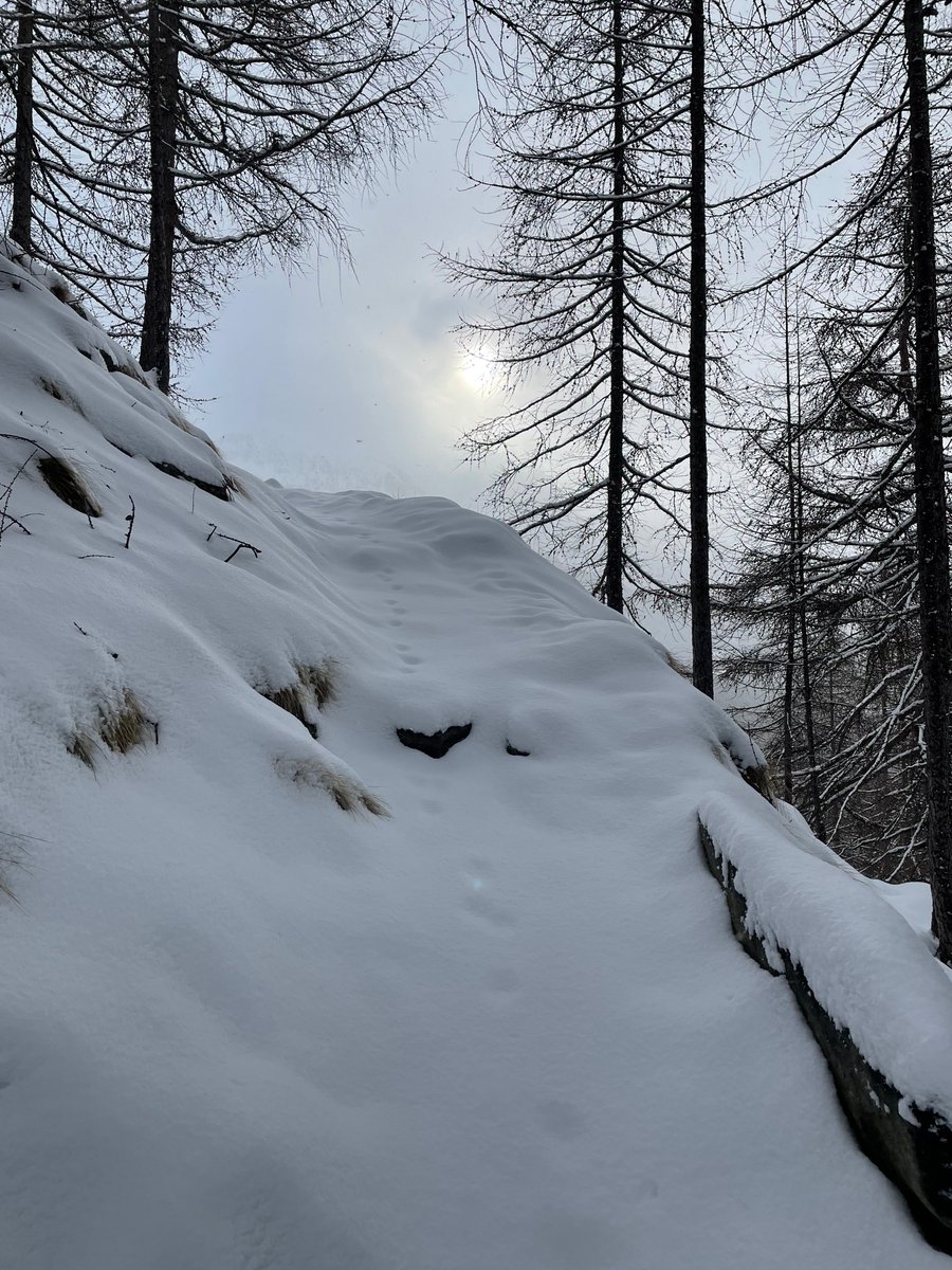 pac1954's tweet photo. Quattro Passi a pestare un po’ di neve fresca. Abbiamo incontrato solo altri due escursionisti, sensazioni varie, la nebbia nel bosco, un camoscio solitario e il sentiero intonso eravamo noi a battere la traccia. Un giretto ad anello di 8 km 517 metri D+ https://t.co/Fo0AsWgumA