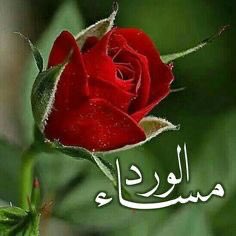 توۥڪلنۨاٰ عࣖلىۧے اٰلله۟♡ /7/10 (@jxj_lp) on Twitter photo 2024-01-18 18:25:45