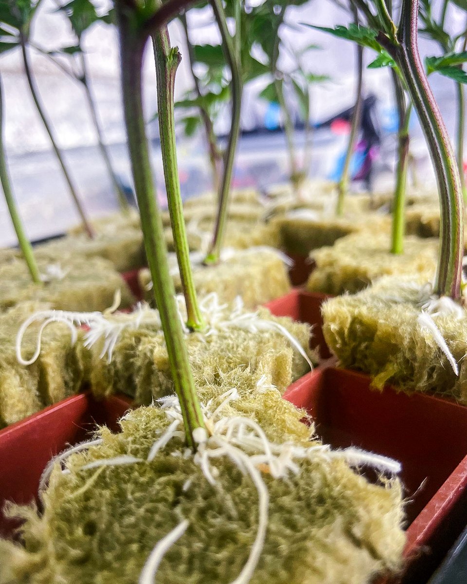 TGScolorado's tweet image. Roots for days!#Rooted #PeatPots #growyourown #inthedirt #homegrown #clones #clonewars