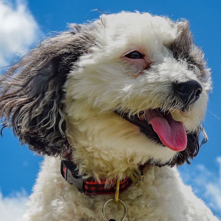 Do you remember Olive the adorable poodle mix? Brandon is catching up with Olive this weekend on an all-new episode of #LuckyDogReunions 🐶💙🐾