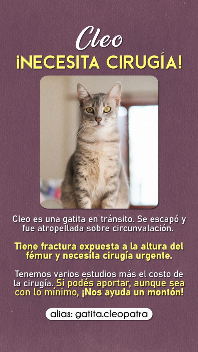 micaso269's tweet photo. @PETA_Latino @protegealanimal Hola ! Me ayudan compartiendo ? Por favor https://t.co/IlvZWjkcD8