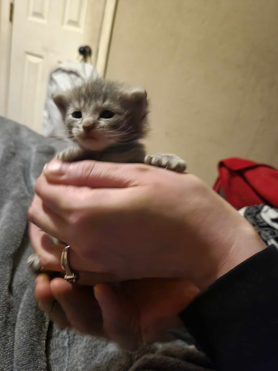 Midnight Barnes/Winchester 🇵🇸 tweet media