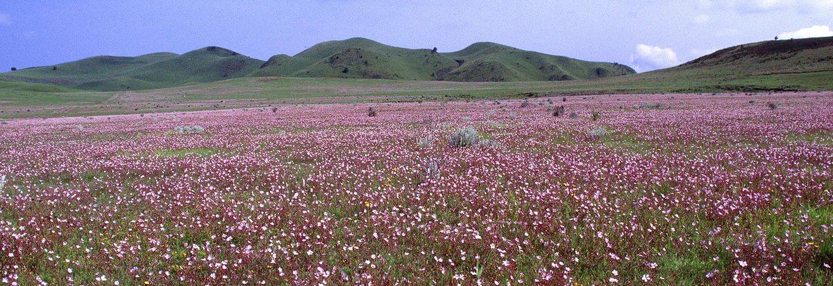 Beautiful Kitulo National Park - Bustani ya Mungu (Garden of God), Tanzania 🇹🇿