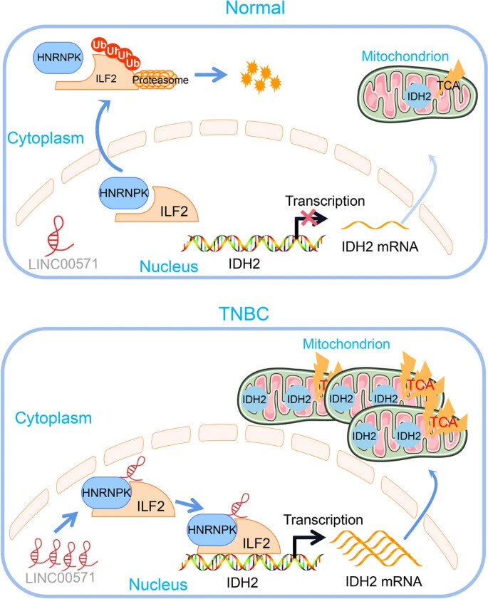 JournalofExper1's tweet image. Just Published!📲

LINC00571 drives tricarboxylic acid cycle #metabolism in #triplenegativebreastcancer through HNRNPK/ILF2/IDH2 axis

For free👇
jeccr.biomedcentral.com/articles/10.11…

#LongnoncodingRNA
