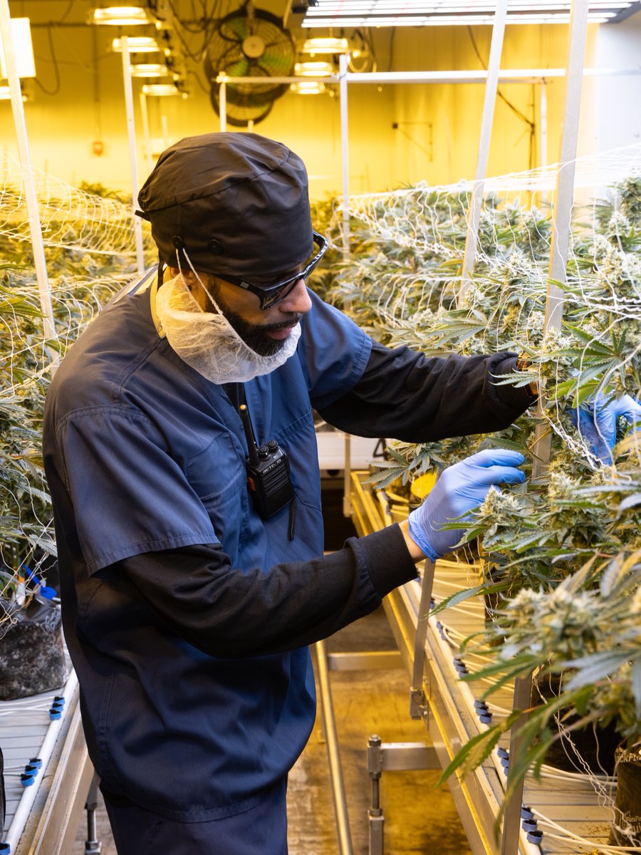 Curaleaf_Inc's tweet photo. Where would we be without our incredible cultivation experts? Their dedication, expertise, and green thumbs 🌱 are the secret behind all the exceptional quality products we offer. #Curaleaf #ONEcuraleaf https://t.co/LOaL1L8Yxi