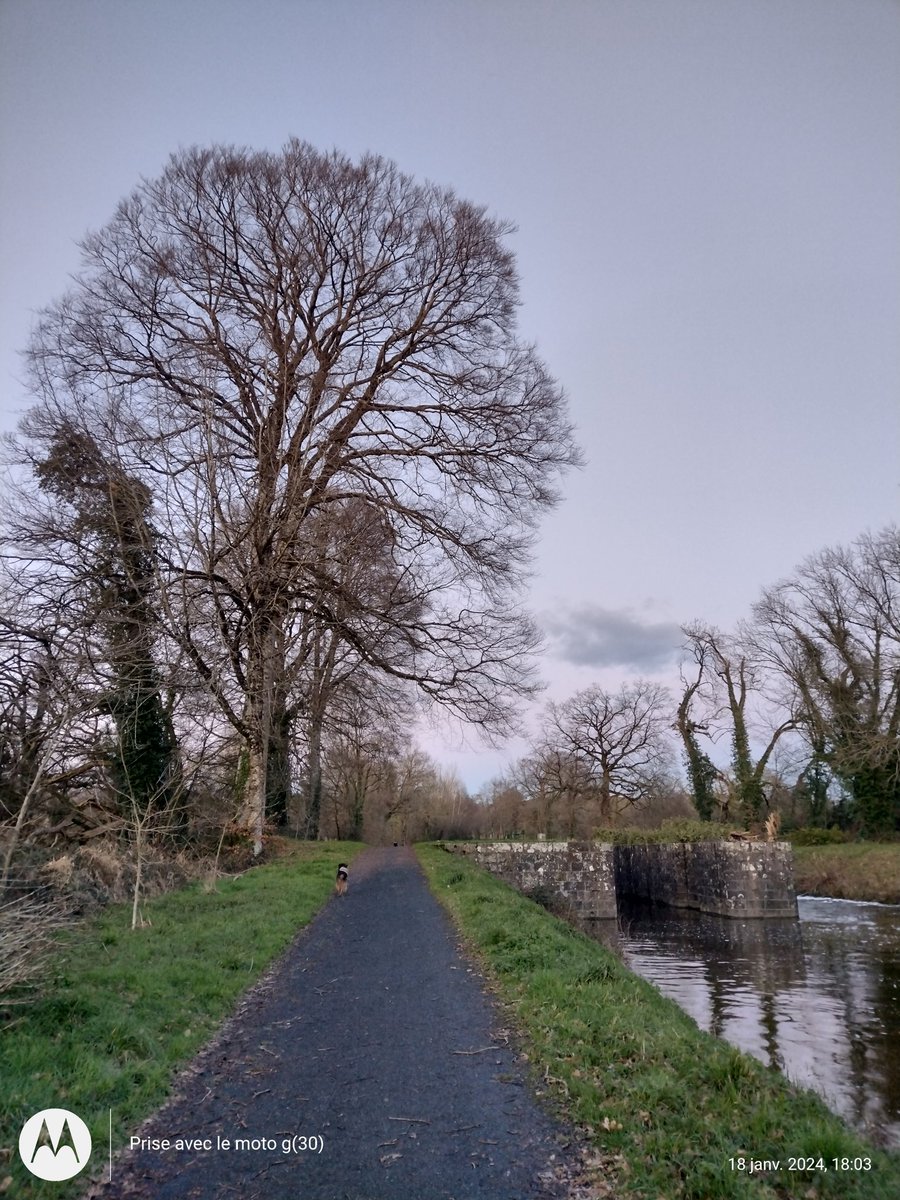 ThiChaplain's tweet photo. Beaucoup d'#arbres ont cassé lors de la #tempête #Ciarran en novembre dernier et y en a qui sont toujours majestueux sur le #chemin de #halage ou sur le contre-halage.. #KreizBreizh #Bretagne #Britanny #CôtesdArmor https://t.co/O9PABFwkcT