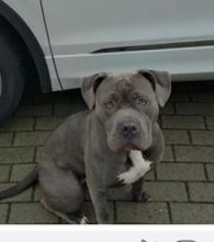 Xzenia has been located, thanks to all who helped. Hopefully reunited soon. 
THANKS FOR RT's😊🐕🐾 

🆘13 JAN 2024 #Lost XZENIA 
YOUNG Staffie Cross Female 
Colney Hatch Lane #MuswellHill #London #N10
nr #WoodGreen #NorthFinchley #Finchley #NorthLondon 
doglost.co.uk/dog-blog.php?d…