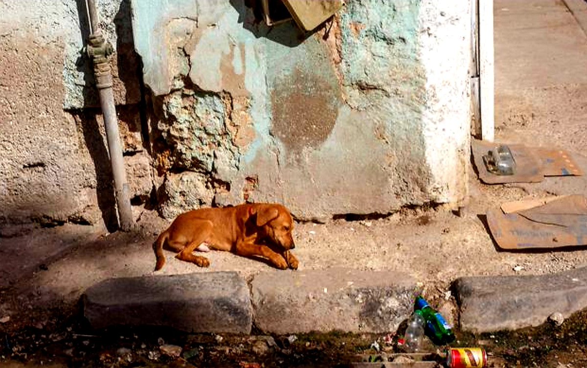 AntonioAcuaPani's tweet photo. Puede que lo primero en lo que se piense al adoptar un perro sea en los paseos, los juegos y la alegría de que nos reciba feliz cuando llegamos a casa, y sin embargo lo primordial que uno ha de tener en cuenta antes de hacerlo son la responsabilidad y el compromiso que implica tenerlo. #NoLoAbandones